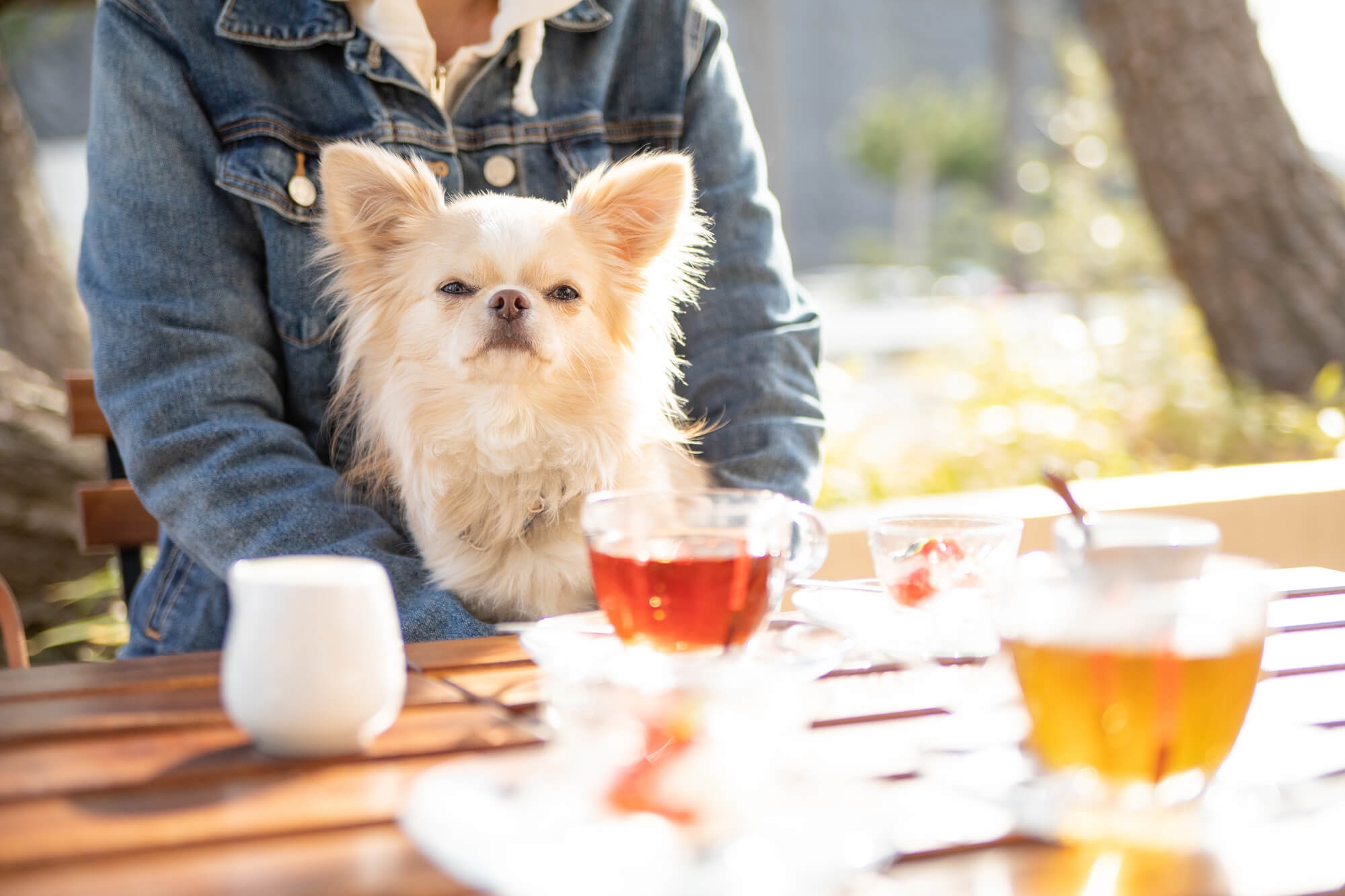 【神奈川県】愛犬同伴！おすすめのドッグカフェ人気ランキング14選
